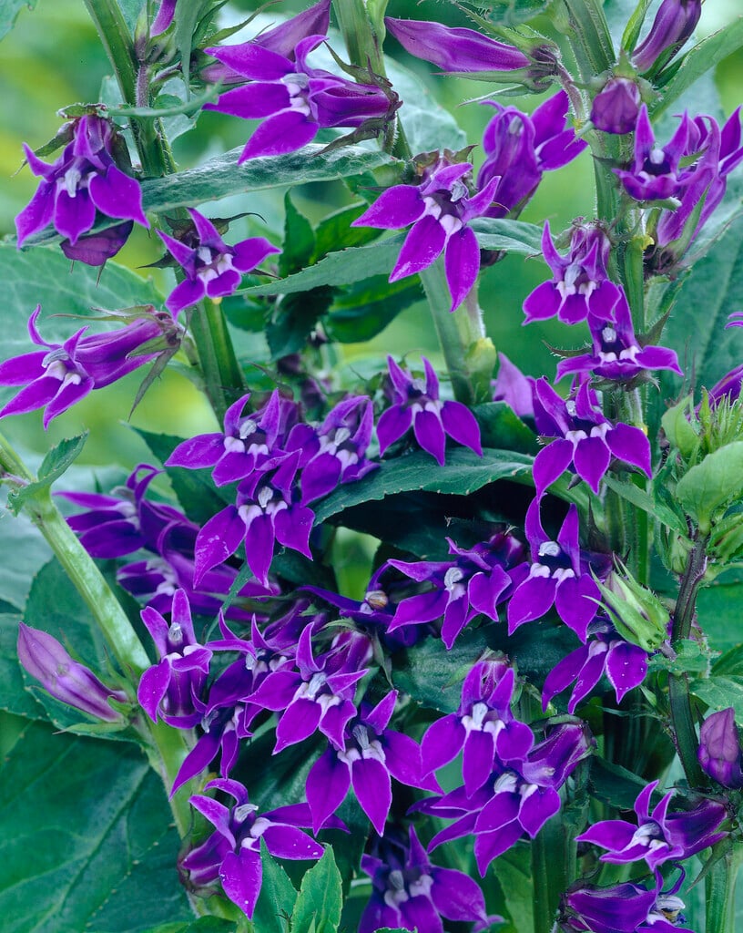 <em>Lobelia</em> 'Grape Knee-Hi'