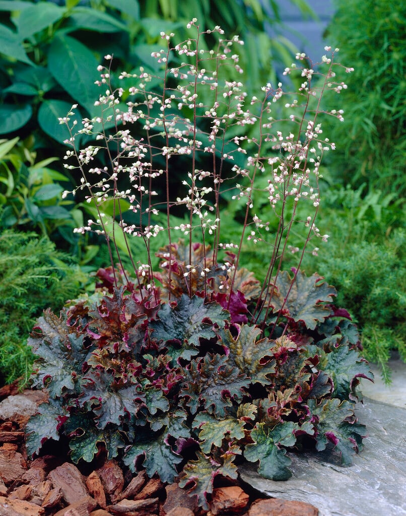 alum root 'Prince of Orange'