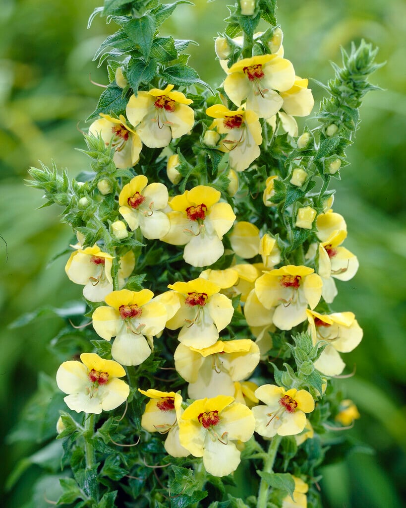 mullein 'Buttercup'