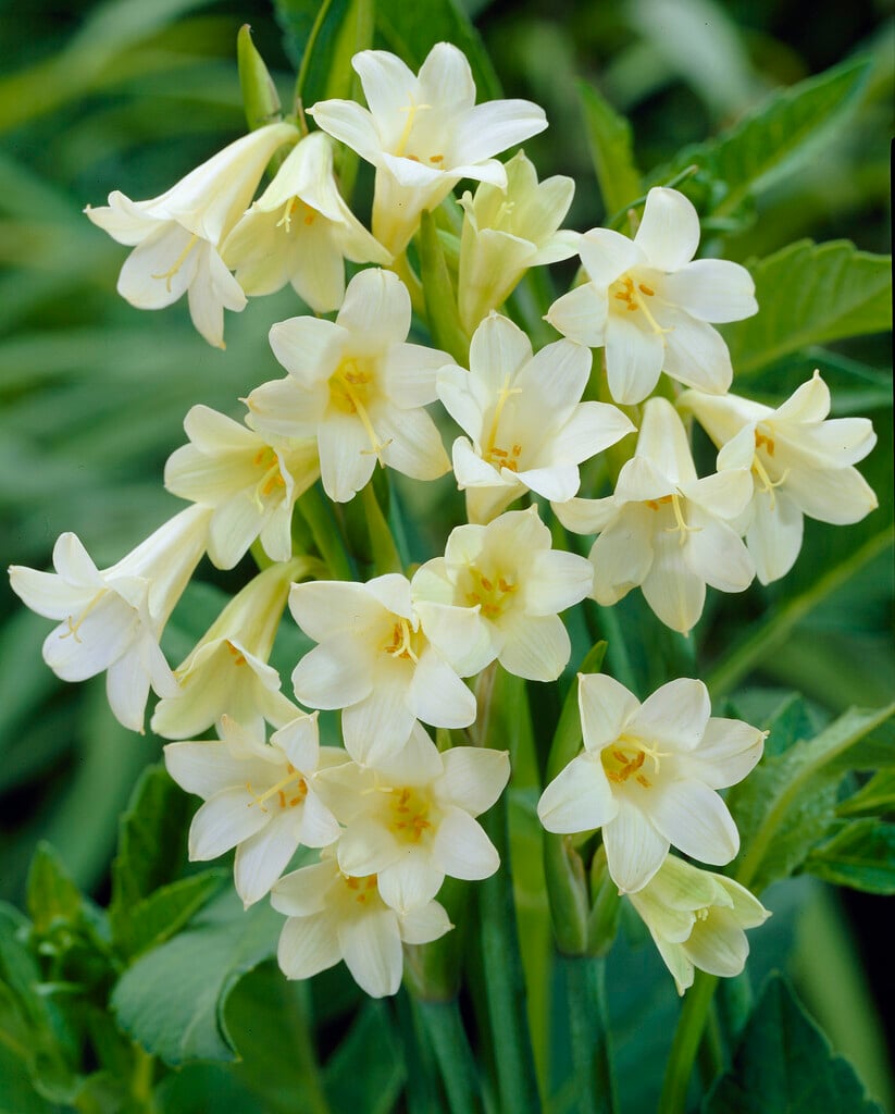 <i>Cyrtanthus</i> 'Edwina'