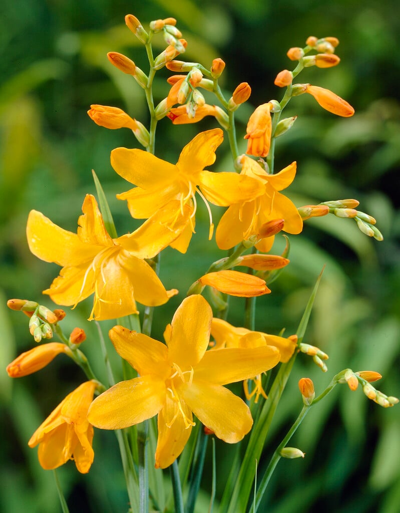 montbretia 'John Boots'