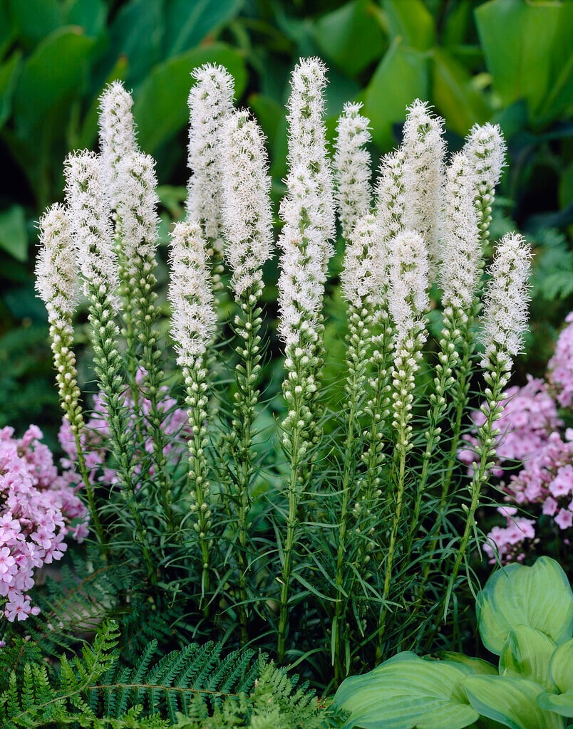 <em>Liatris</em> <em>spicata</em> 'Alba'