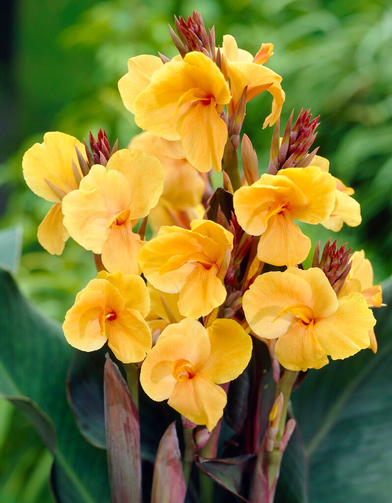 canna 'Louis Cottin'