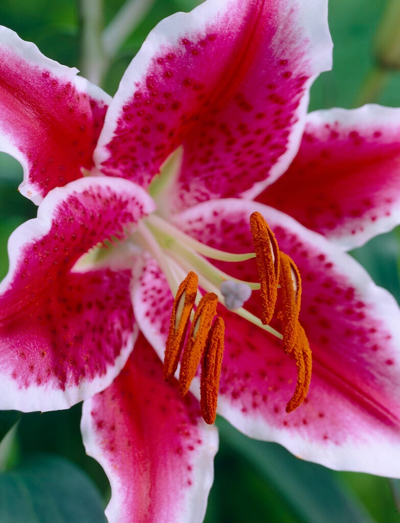 lily 'Starfighter'
