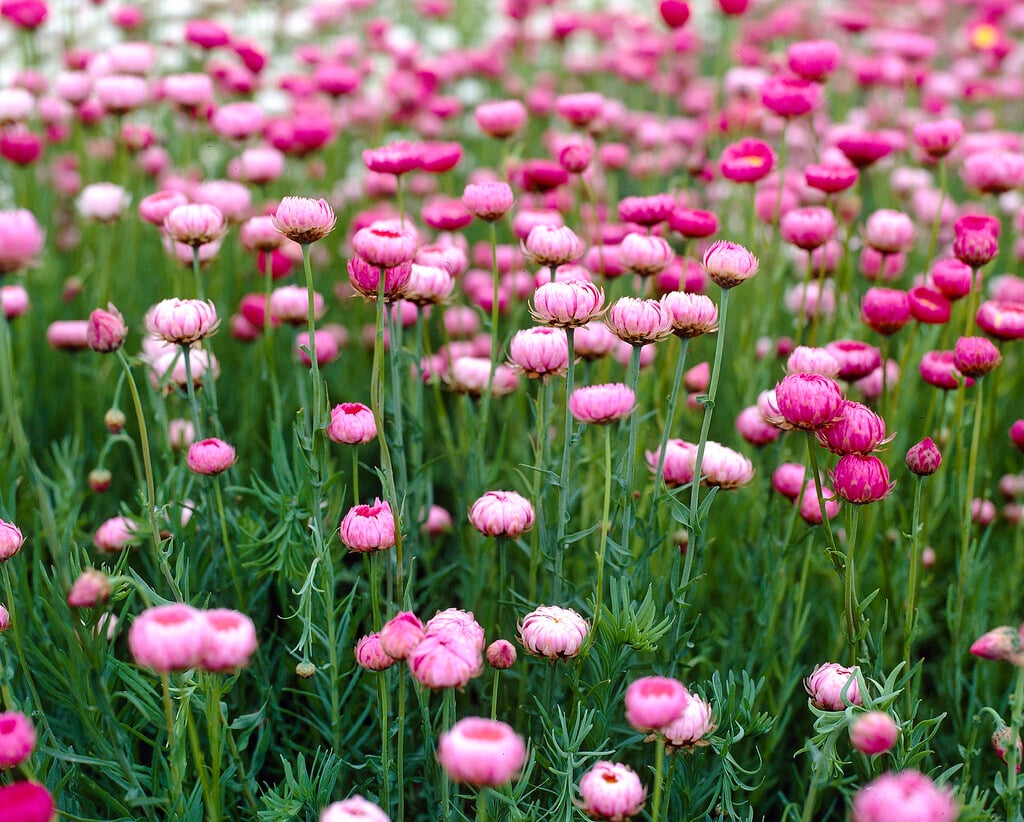 pink and white everlasting