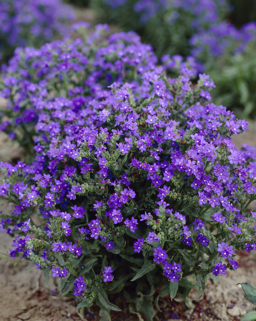 Cape alkanet