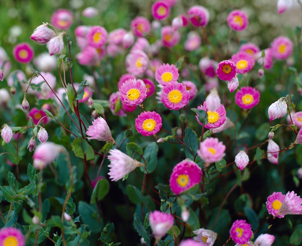 rosy-purple everlasting