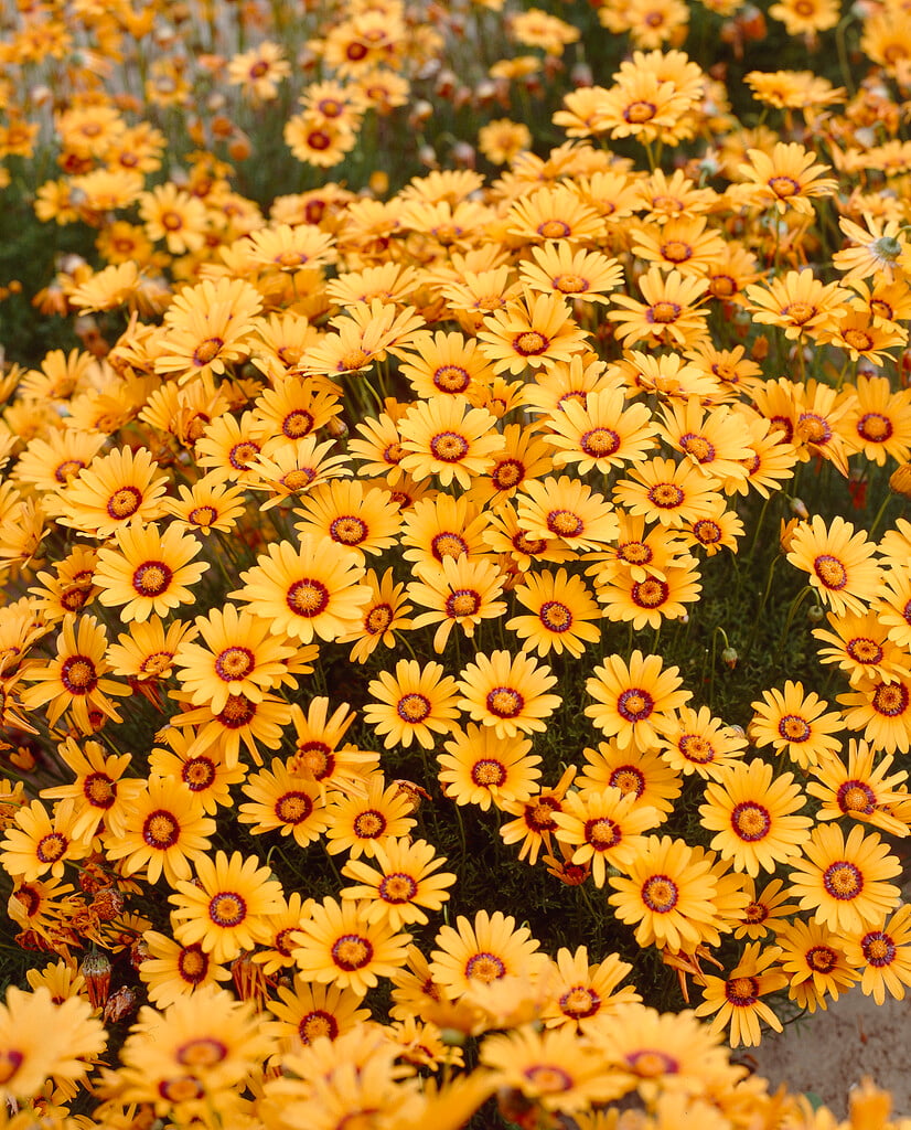 Namaqualand daisy