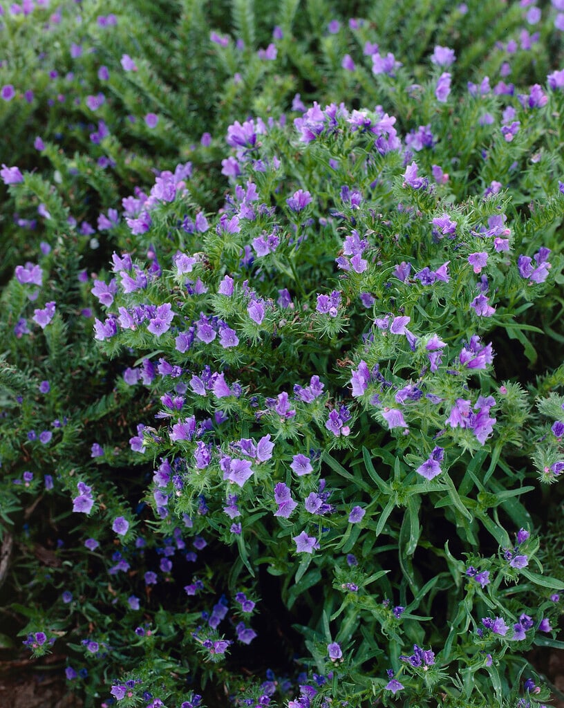 purple viper's bugloss