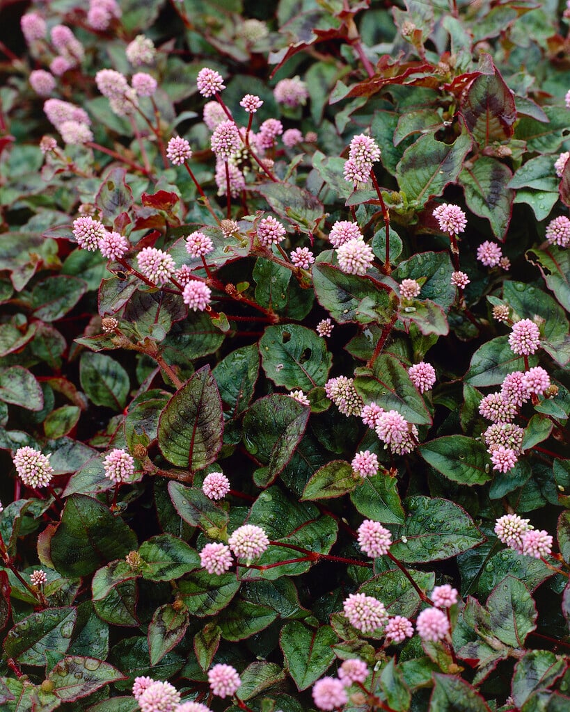 pink knotweed