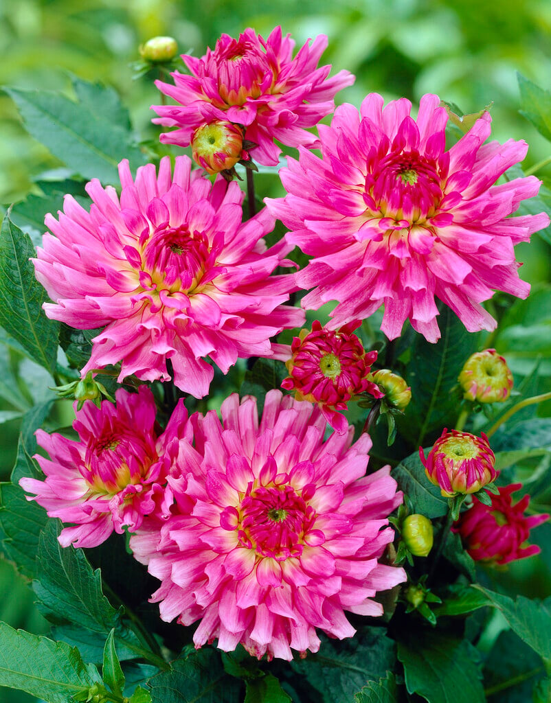 dahlia 'Melody Lizza'