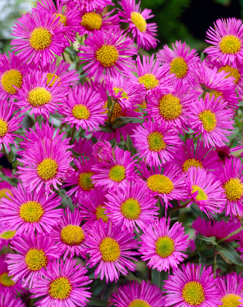<i>Erigeron</i> 'Felicity'