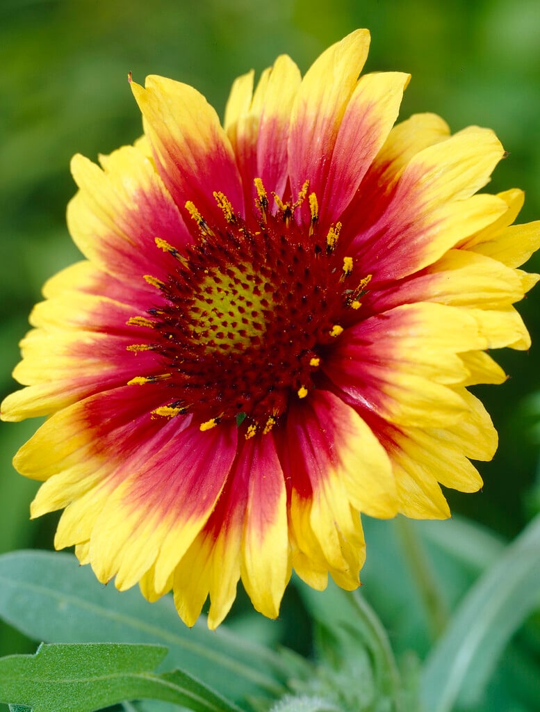 blanketflower 'Kobold'