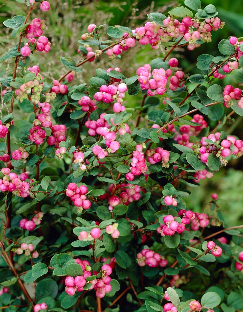 <i>Symphoricarpos</i> 'Purple Hedge'
