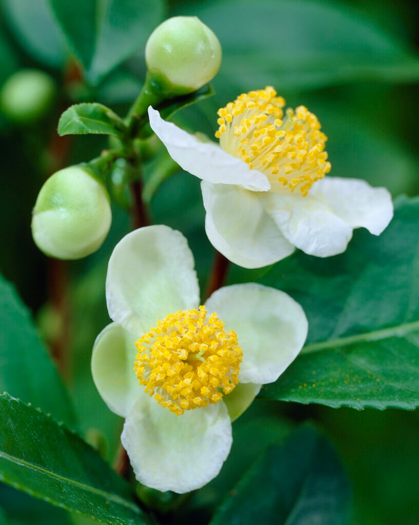 tea plant