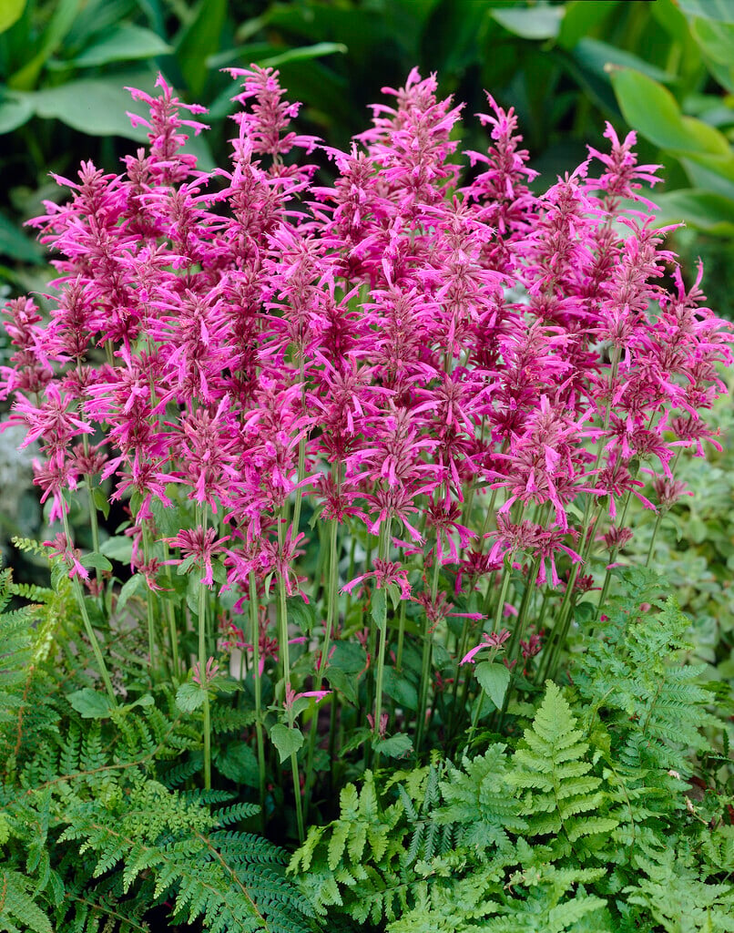 <em>Agastache</em> 'Tutti-frutti'