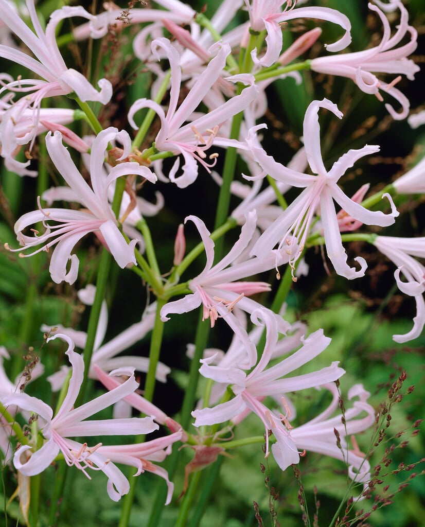 Bowden lily 'Nikita'