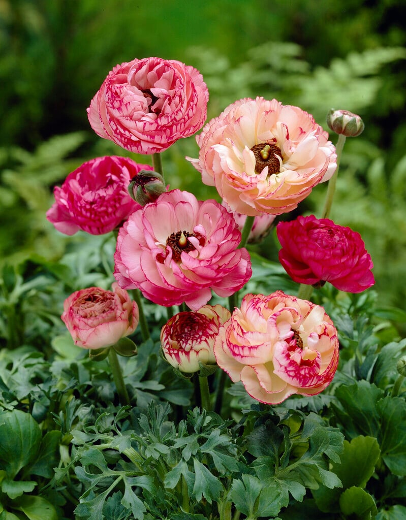 <i>Ranunculus</i> 'Picotee'