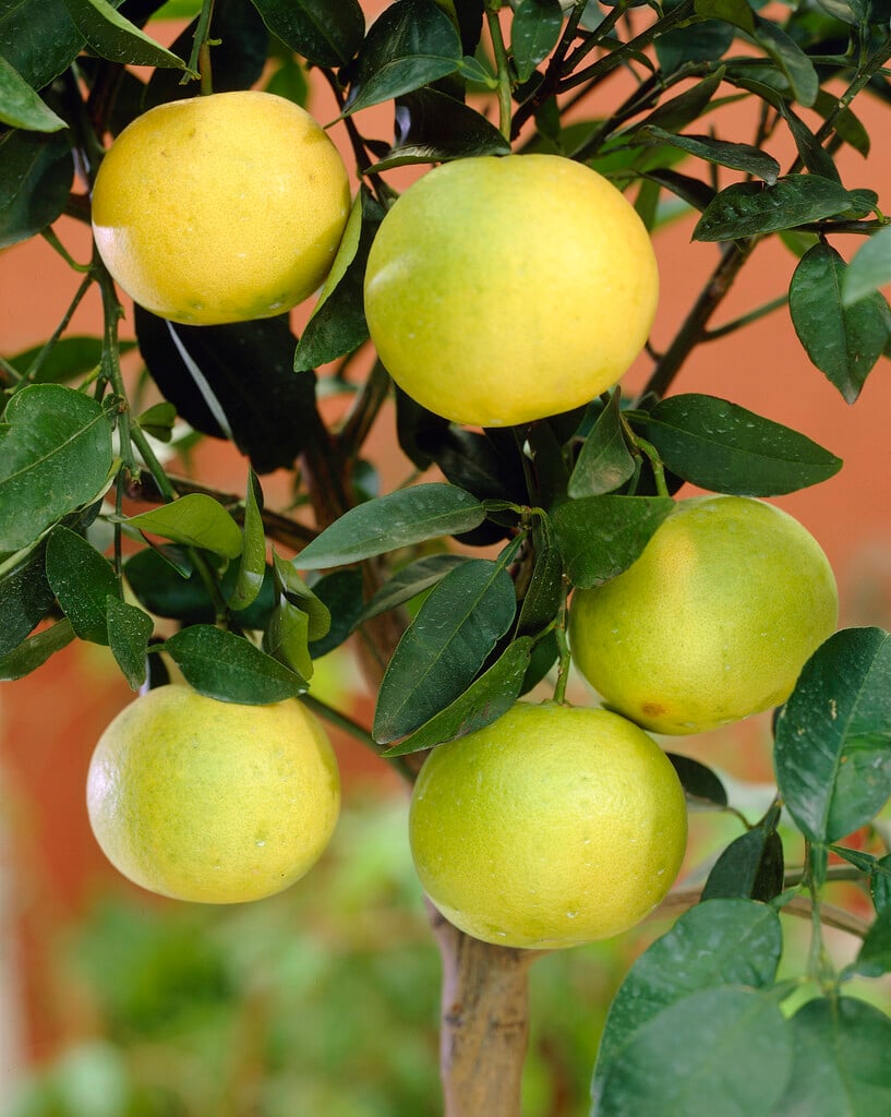 Citrus × paradisi | grapefruit Shrubs/RHS Gardening