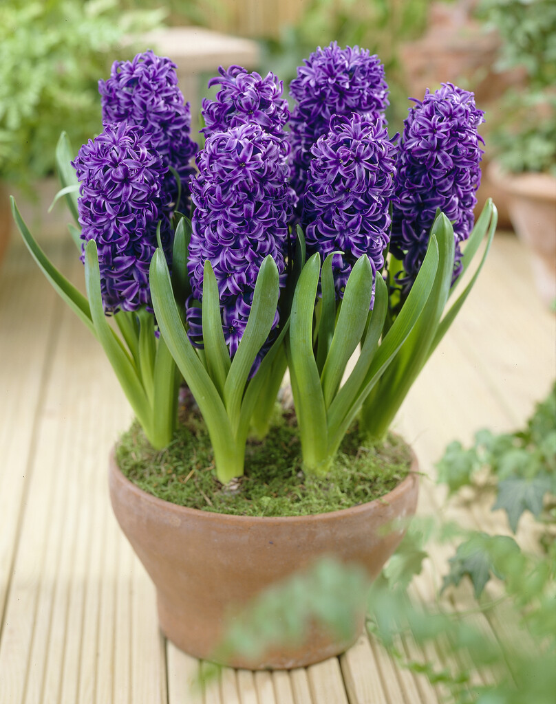 hyacinth 'Blue Pearl'