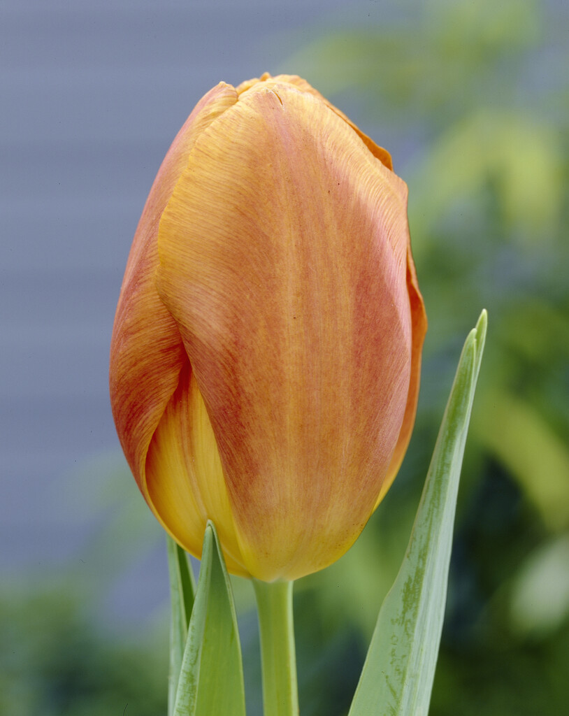 <i>Tulipa</i> 'Noah' (3)