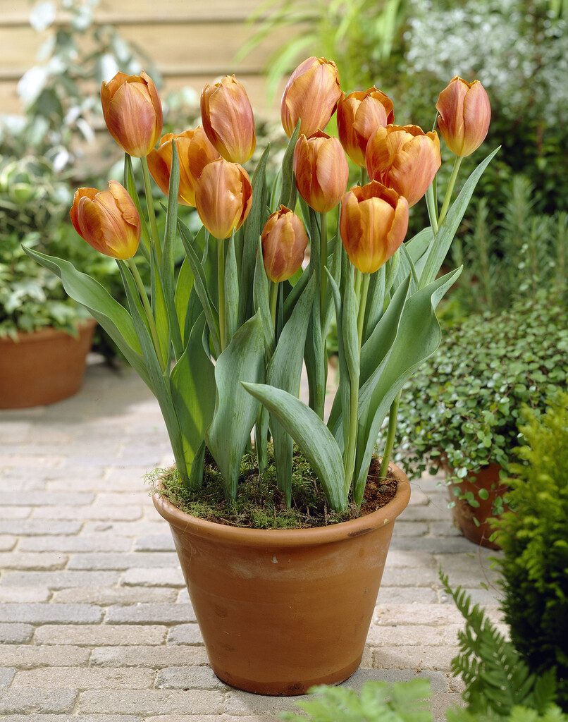 <i>Tulipa</i> 'Noah' (3)