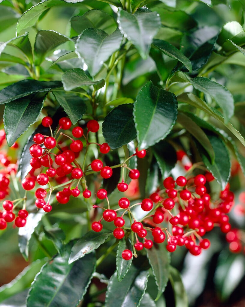 coralberry