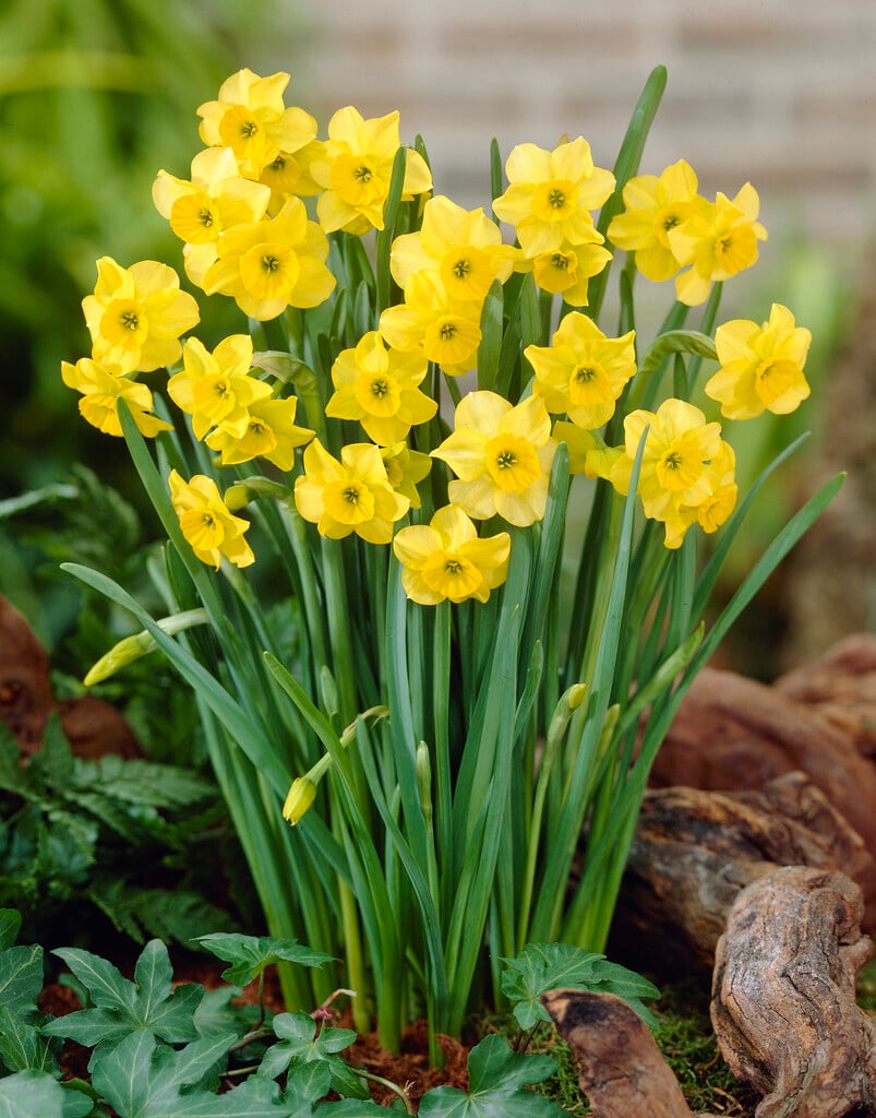 daffodil 'Sundial'