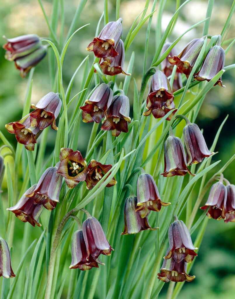 Elwes's fritillary