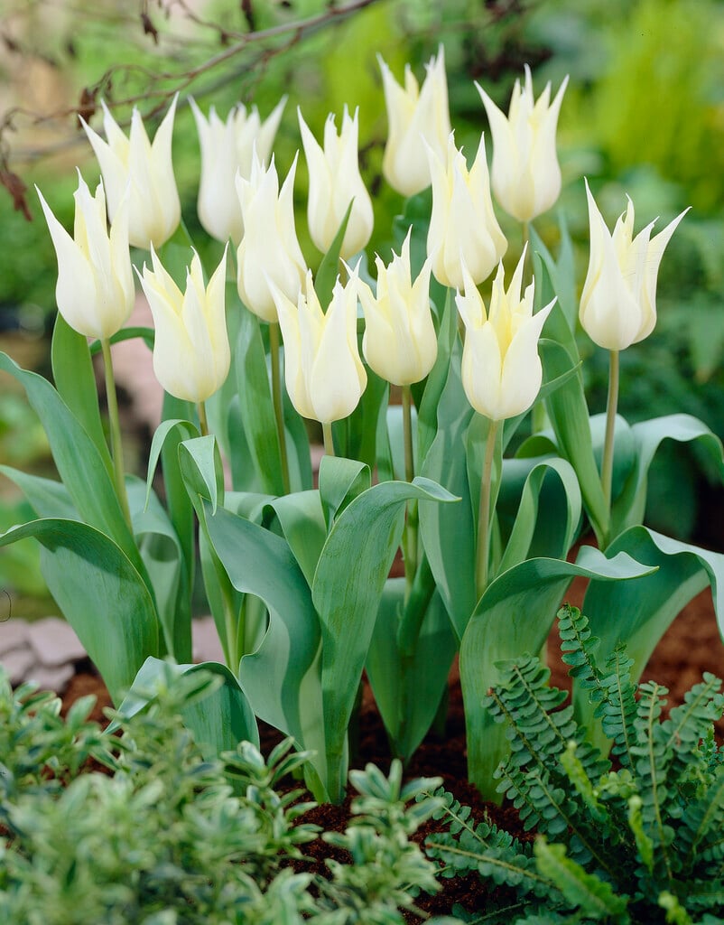 tulip 'Sapporo'