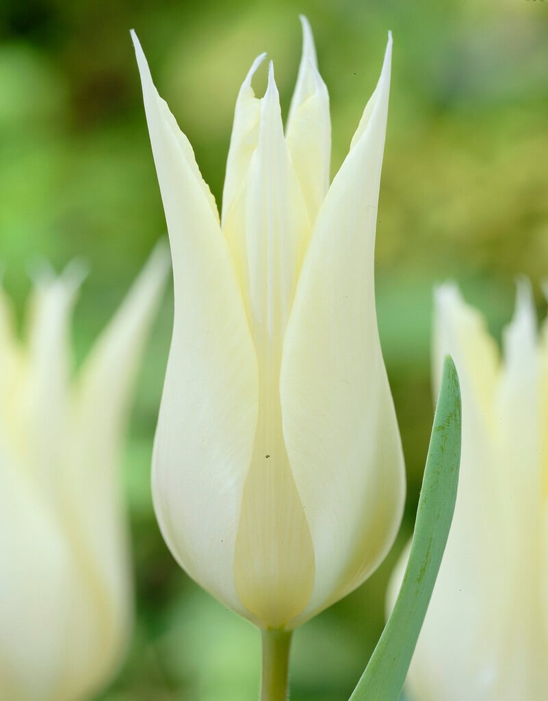 tulip 'Sapporo'