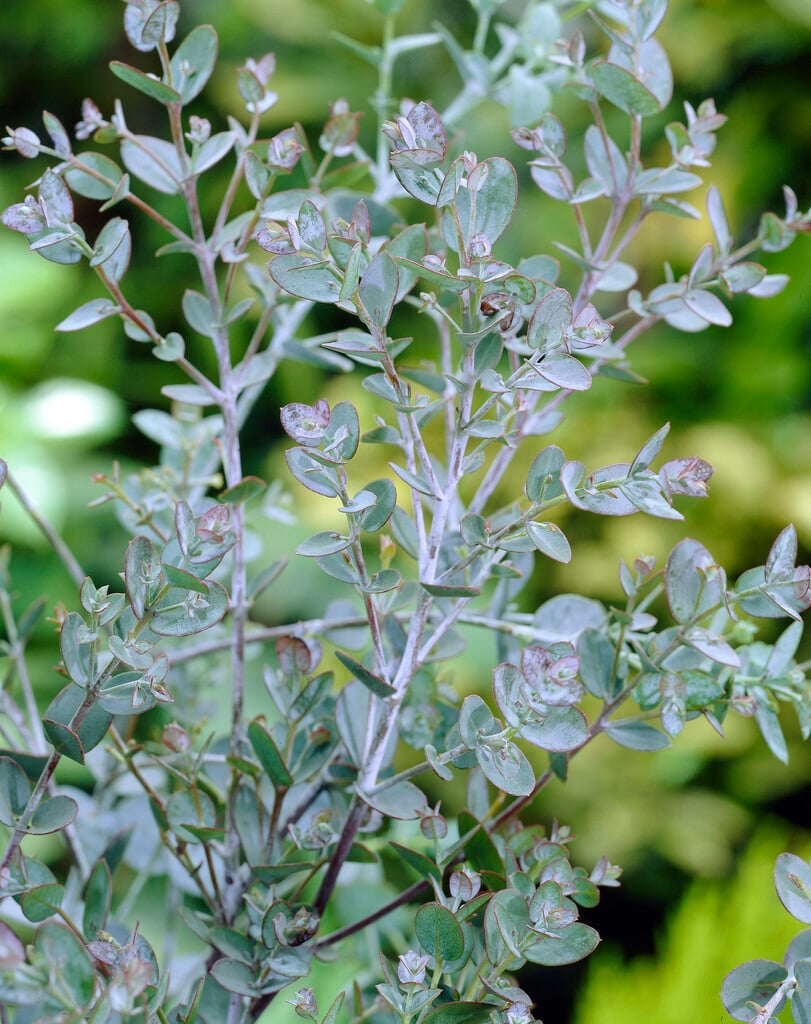 cider gum