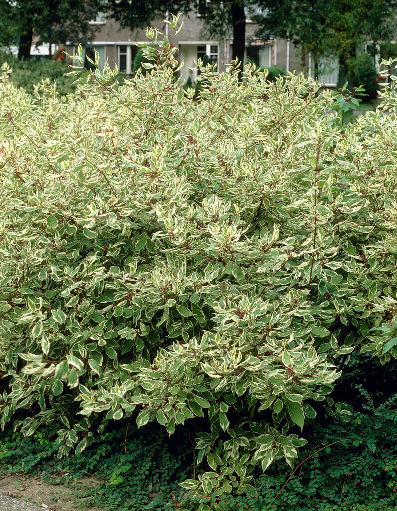 red-barked dogwood 'Elegantissima'