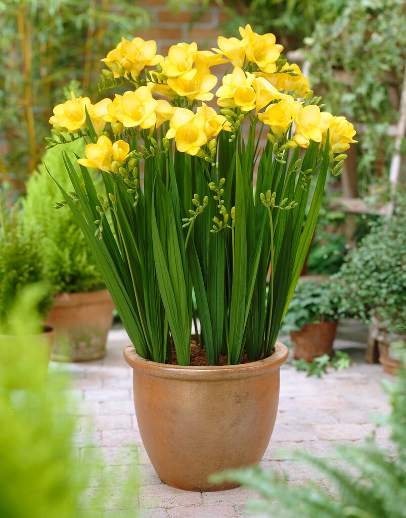 freesia 'Gold River'