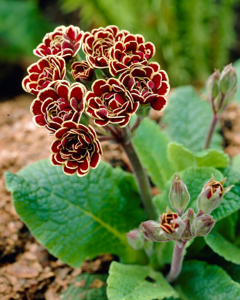 polyanthus 'Elizabeth Killelay'