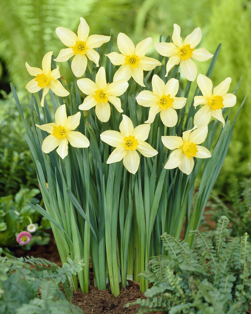 <i>Narcissus</i> 'Stella' (2)