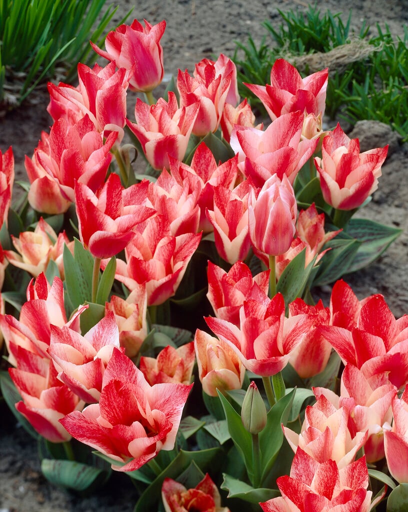 tulip 'Czaar Peter'