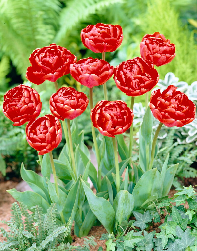 tulip 'Miranda'