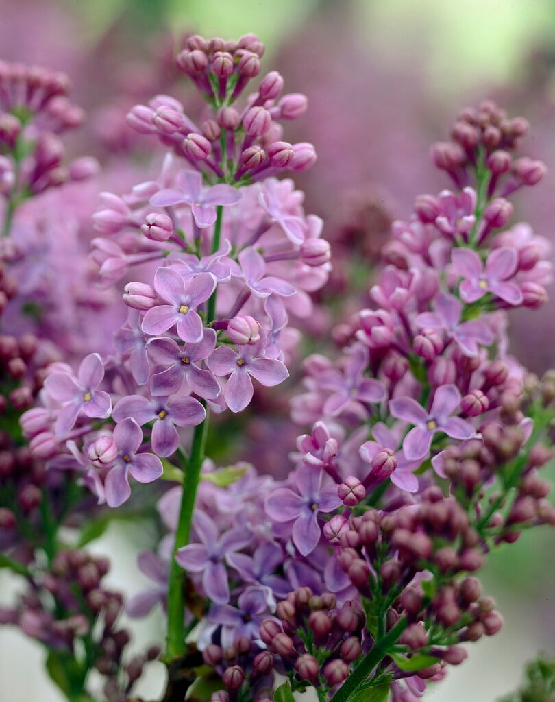 lilac 'Ruhm von Horstenstein'