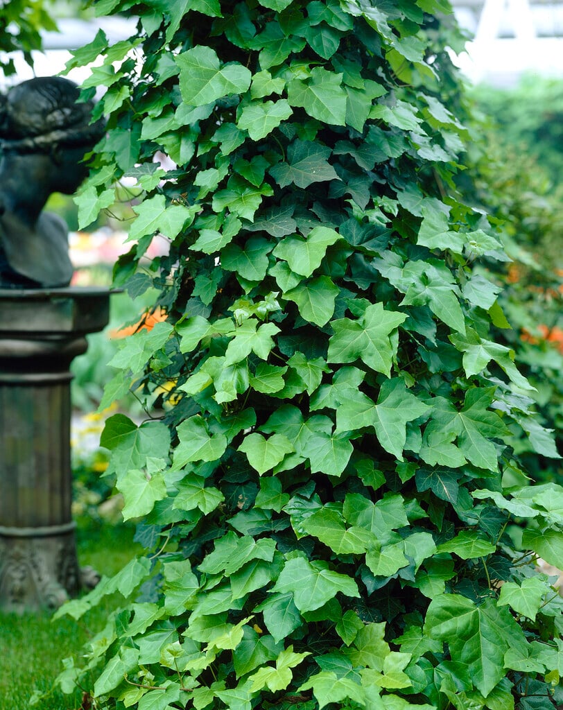 Irish ivy