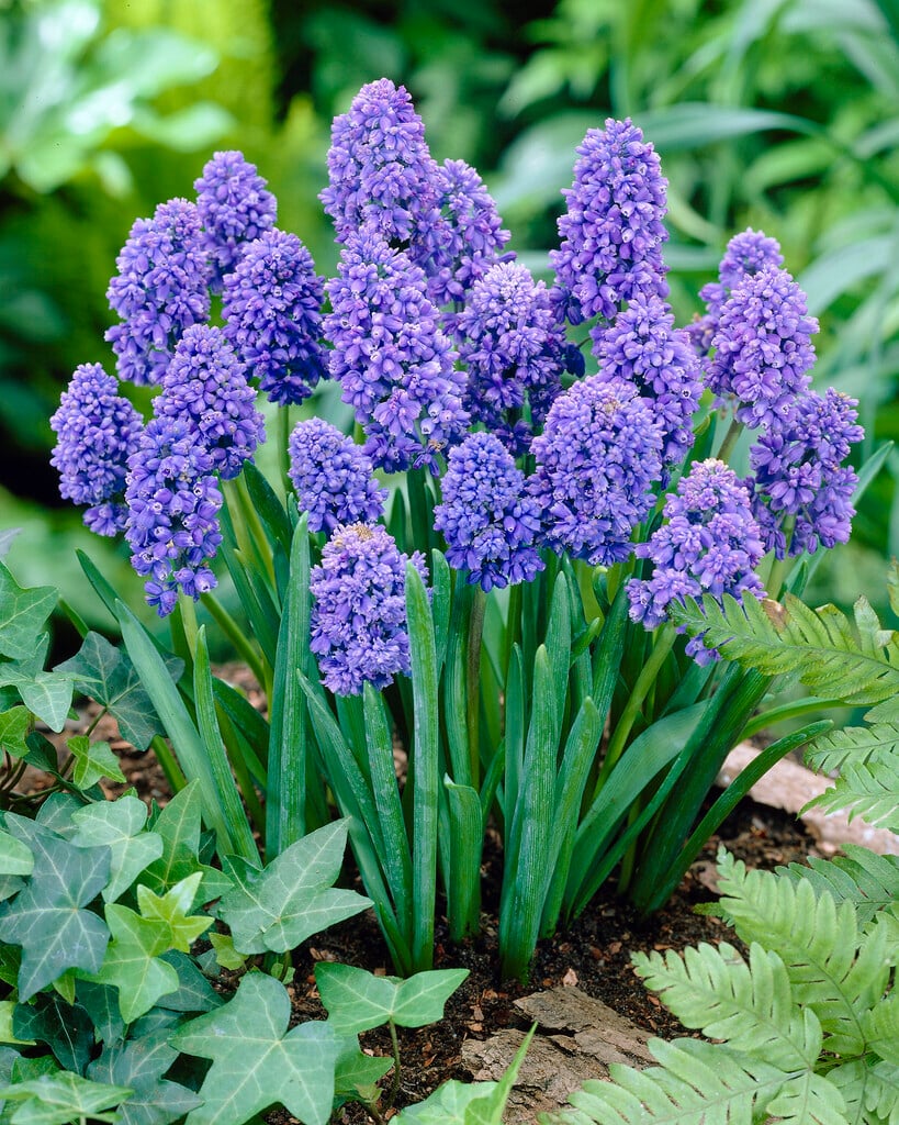 grape hyacinth 'Blue Spike'