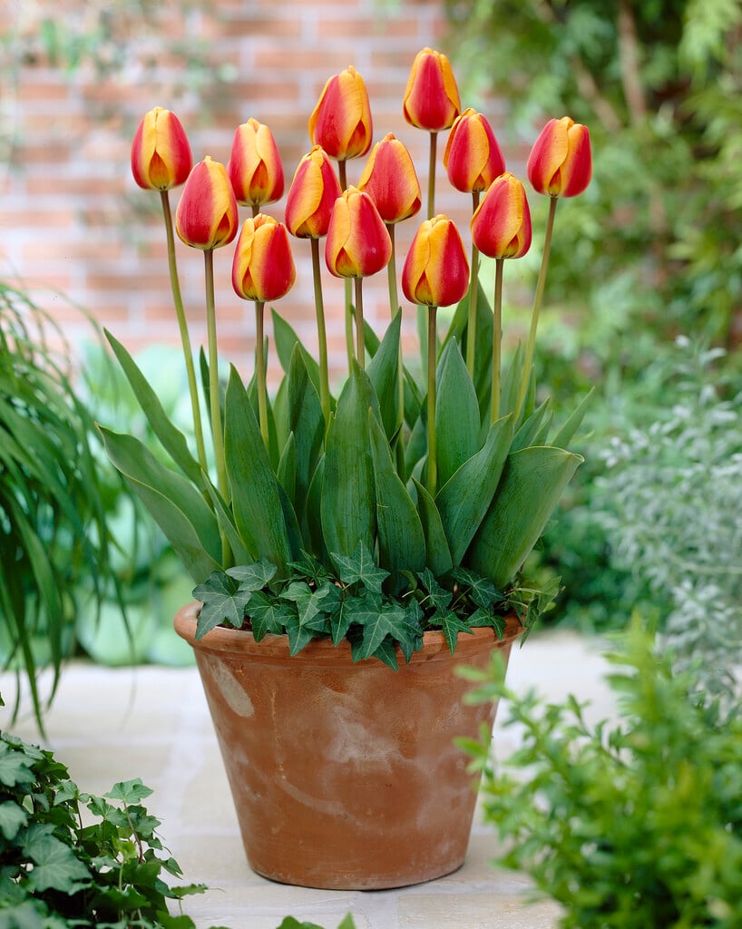 tulip 'Apeldoorn's Elite'