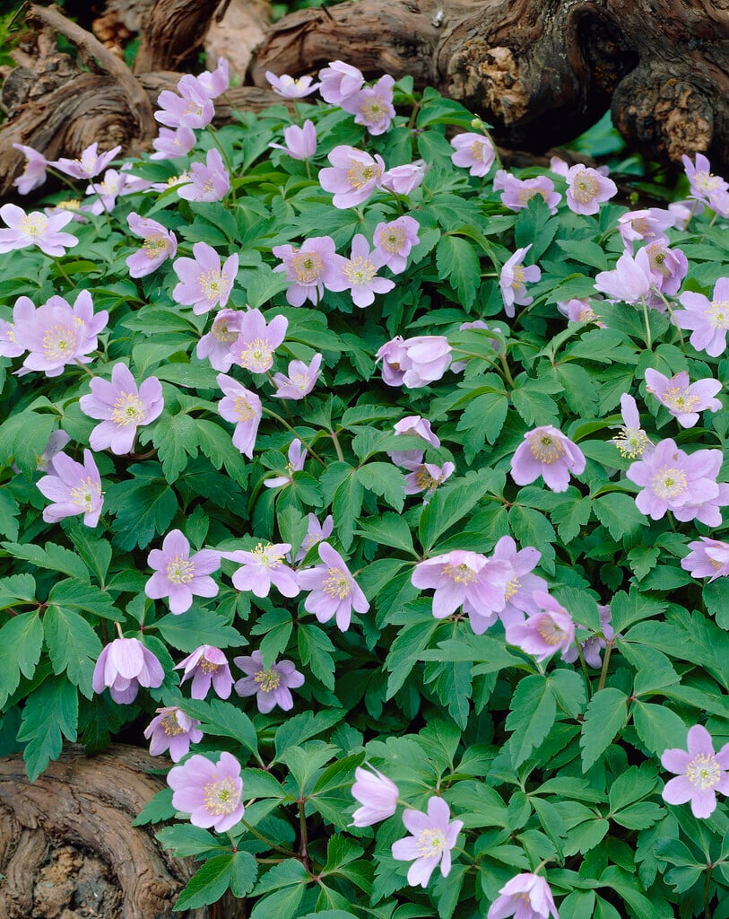 wood anemone 'Robinsoniana'