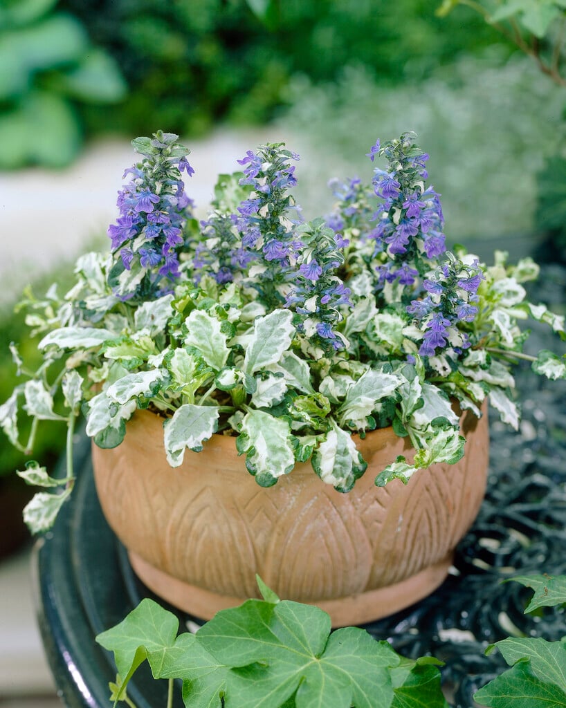 bugle 'Arctic Fox'