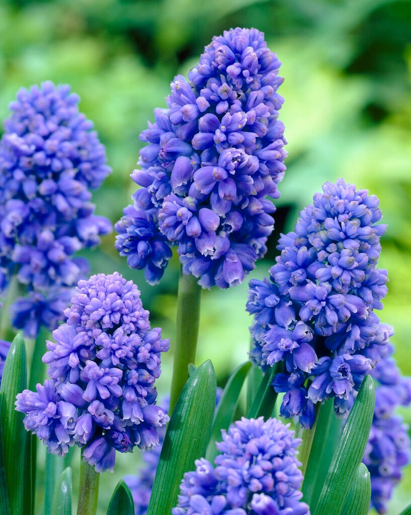 grape hyacinth 'Blue Spike'