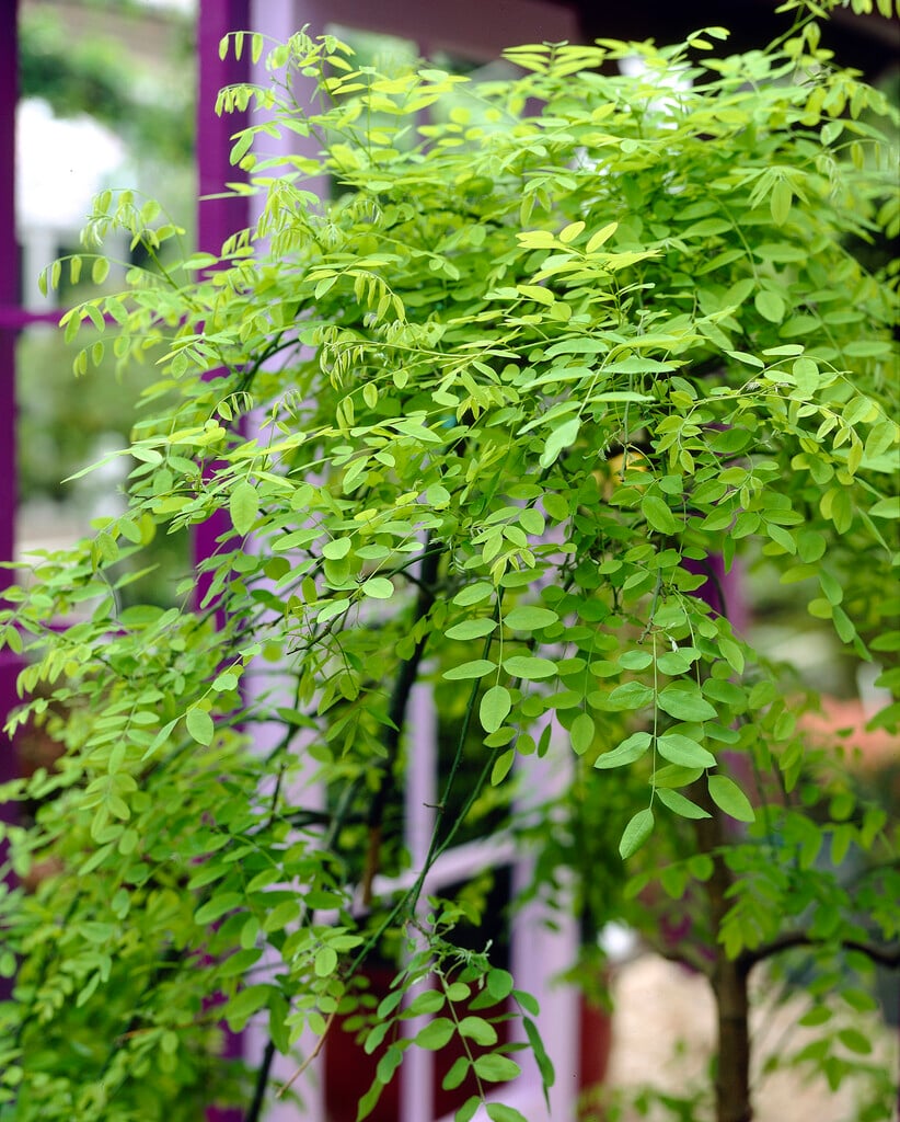Japanese pagoda tree 'Pendulum'