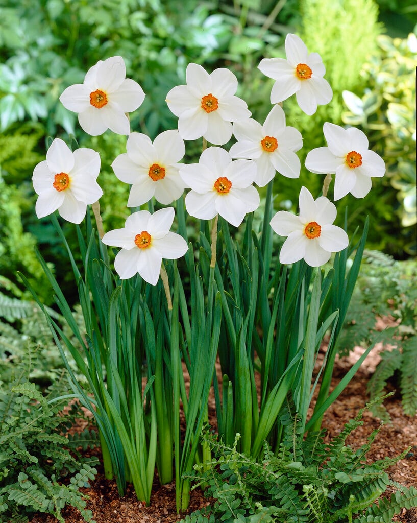 daffodil 'Firetail'
