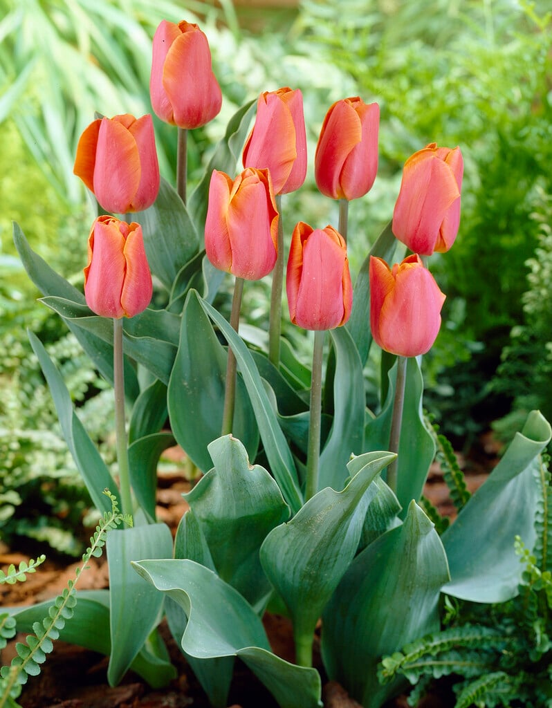 tulip 'Jimmy'
