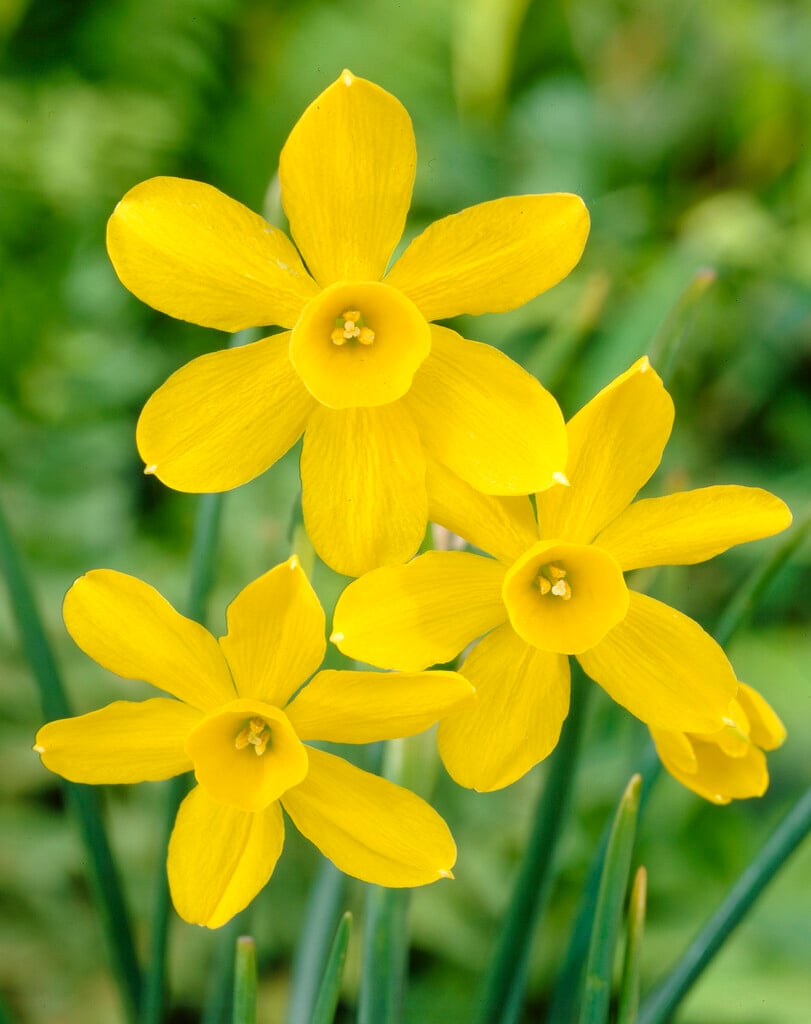 Narcissus jonquilla &Baby Moon& daffodil &Baby Moon& Bulbs/RHS Gardening