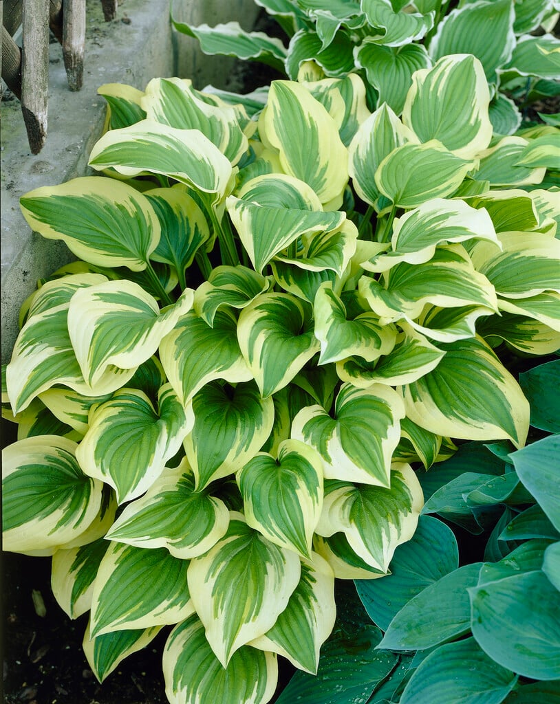 plantain lily 'Emily Dickinson'